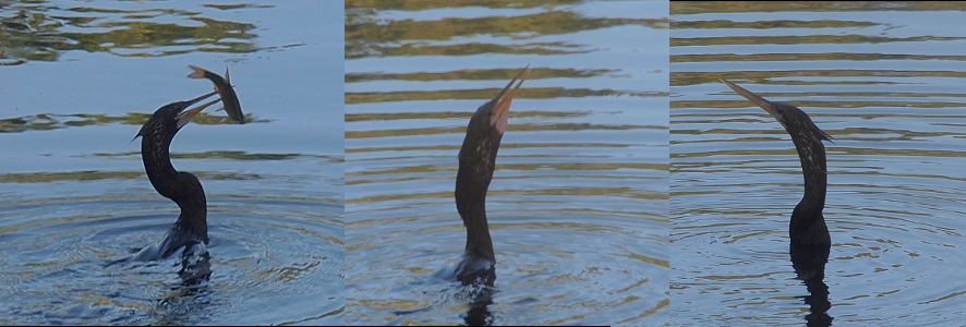 [Three photos spliced into one. The leftmost image is the anhinga swimming from left to right with its mouth open and the fish speared by its long skinny bills. In the middle image, the anhinga has swallowed the fish enough to expand the upper throat, but not enough to completely close its bill. In the right-most image, the anhinga's bill is completely closed and the throat is thinner while the lower neck at the surface of the water is wider as the fish is being swallowed. ]